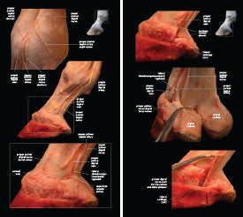 Tendons and Ligaments of the Equine Distal Limb