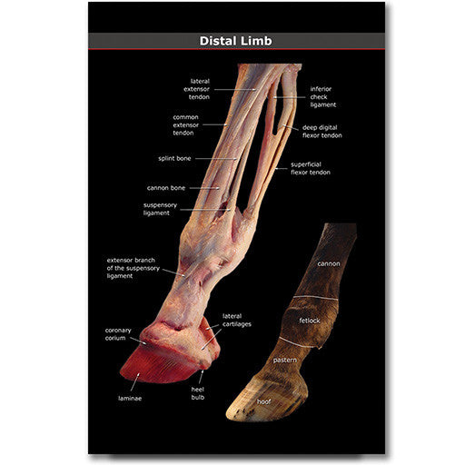 Distal Limb Pocket Guide Anatomy Of The Equine distal-limb-pocket-guide-anatomy-of-the-equine