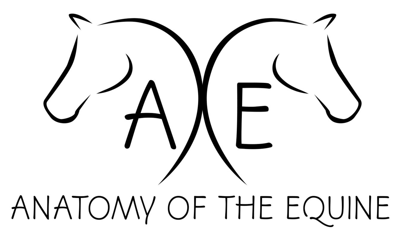 Anatomy of the Equine