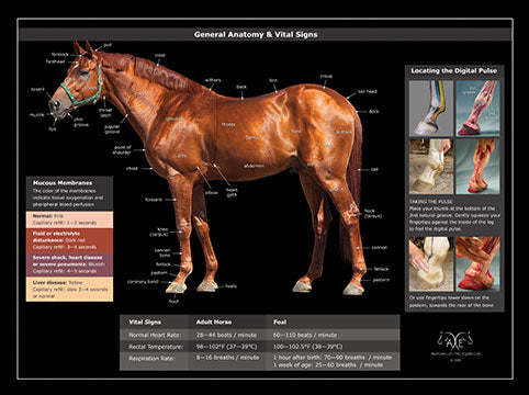 Equine Anatomy Posters