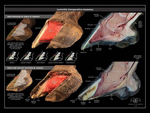 Normal Hoof Equine Anatomy Posters – Anatomy of the Equine