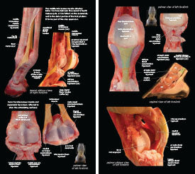 Tendon and Ligament eBook
