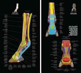 Tendons And Ligaments Of The Equine Distal Limb Anatomy Of The Equine tendons-and-ligaments-of-the-equine-distal-limb-anatomy-of-the-equine