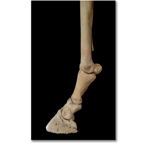 Distal Limb Bone Set