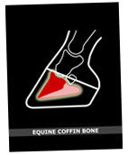 Coffin Bone eBook