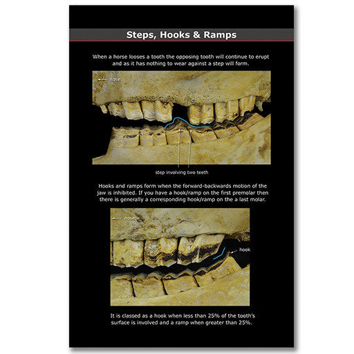Dental Anatomy Pocket Guide
